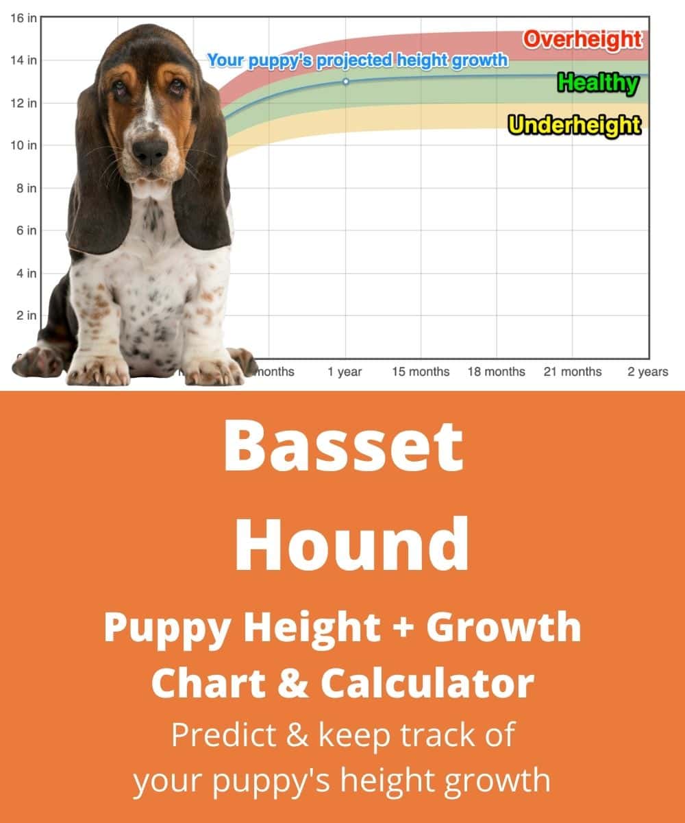 basset-hound Puppy height Growth Chart